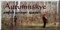 Autumnskye English Springer Spaniels