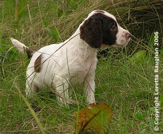 Autumnskye Pup
