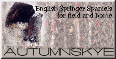 Autumnskye English Springer Spaniels
