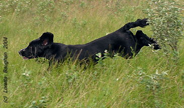 field trail cocker spaniel