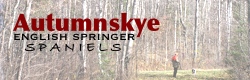 Autumnskye English Springer Spaniels